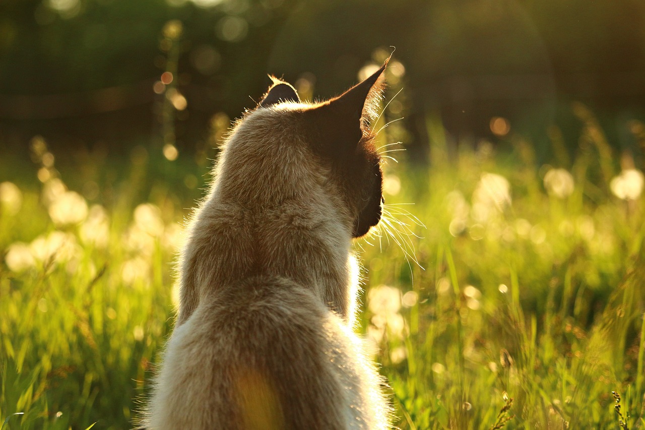 The Unique Features of the Siamese